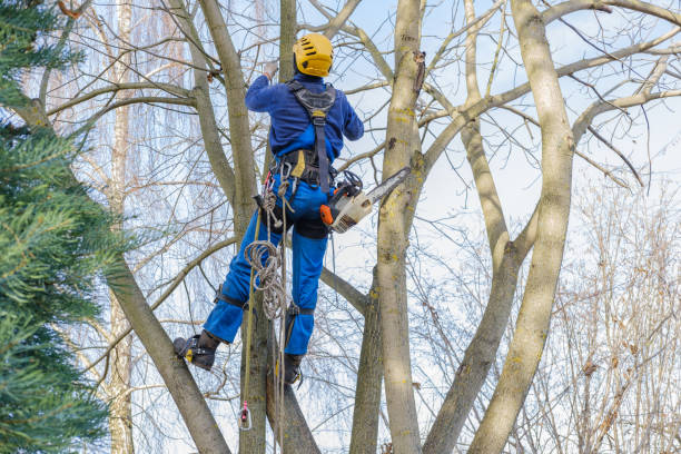 Best Seasonal Cleanup (Spring/Fall)  in Fairport Harbor, OH